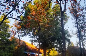 Zhongshan Park-Ancient Tree