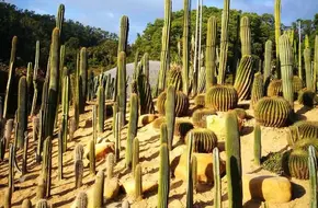 Xianhu Botanical Garden - Africa Pavilion