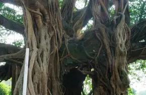 Kam Tin Tree House