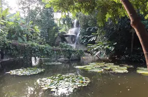 Rainforest World