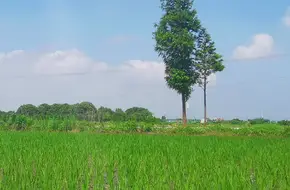 Zhuanghang Rural Tourism Scenic Area