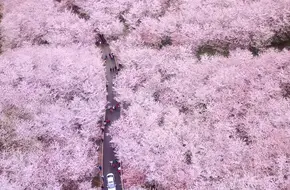 Chen Lu Botanical Garden - Cherry Blossom Garden