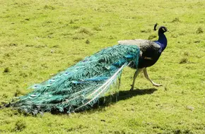 Shenzhen Safari Park Peacock Garden