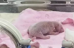 Chengdu Giant Panda Breeding Research Base - Moon Maternity Ward For Giant Pandas