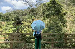 Yangtai Mountain Forest Park - Layered Green