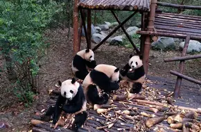 Adult Giant Panda Pavilion