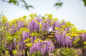 Jiading Wisteria Garden