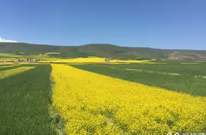 Rapeseed Flower Scenic Area