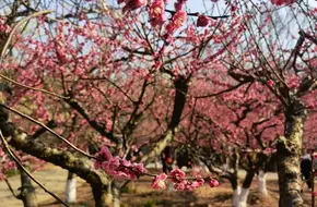 Century Plum Blossom Garden
