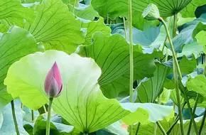 Fragrant Green Brew