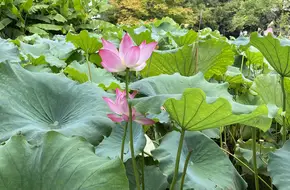 Lotus Pond Stele In Quyuan Garden