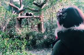 Giant Panda Juvenile Villa