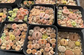 Chongming Doudou Succulent Plant Greenhouse
