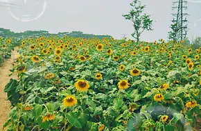 Guangming Kaiming Park