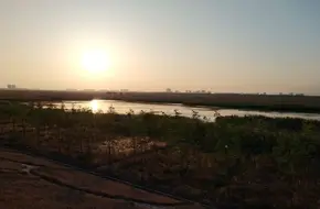 Nanhui Dongtan Wetland