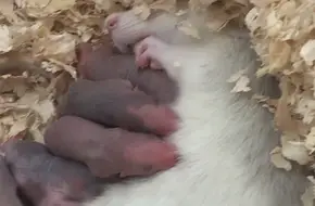 Star Cuties Pet-Child Family Fun Park