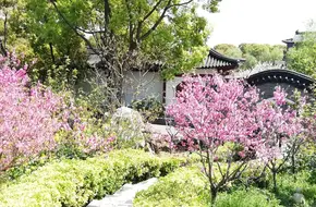 Nanhui Peach Blossom Village