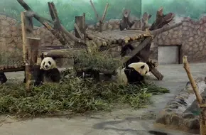 Chengdu Research Base Of Giant Panda Breeding - No.1 Giant Panda Villa