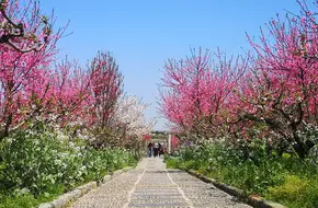 Nanhui Peach Blossom Village