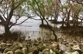 Bao'An West Bay Mangrove Park
