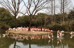 Shanghai Zoo - Flamingo Ecological Area