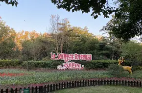Shanghai Wild Animal Park - Alpaca Area