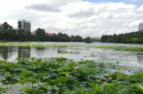 Honghu Park Lotus Exhibition