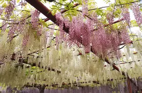 Jiading Wisteria Garden