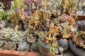Chongming Doudou Succulent Plant Greenhouse