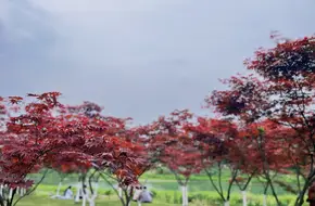 Ni Ba Tuo Forest Park
