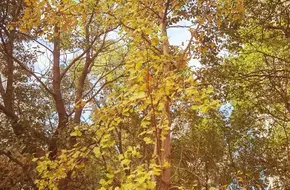 Ginkgo Park