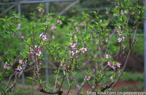 Xili Reservoir Peach Blossom Forest