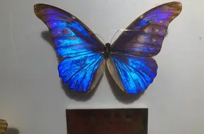 SHANGHAI ENTOMOLOGICAL MUSEUM