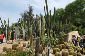 Vine Area