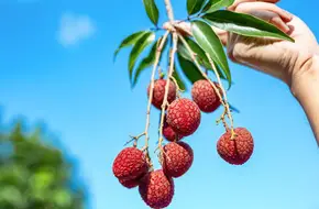 Nanshan Lychee Orchard