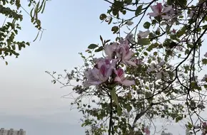Pingdi Park