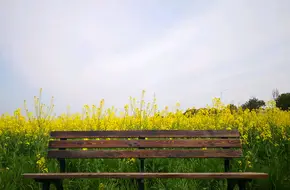Fengxian Rapeseed Flower Festival