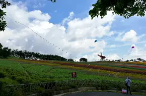Sanzhou Tea Garden