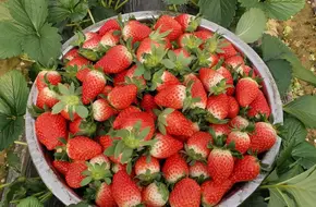 Green Product Strawberry Garden