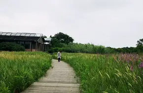 Great Lawn