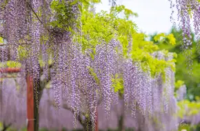 Jiading Wisteria Garden