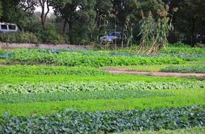 County Forest Farm