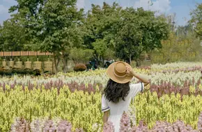 Music Hundred Flowers Valley
