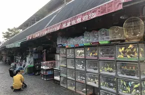 Bonsai Garden