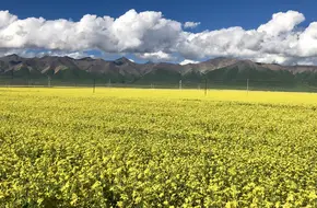 Rapeseed Flower Scenic Area