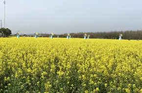 Fengxian Rapeseed Flower Festival
