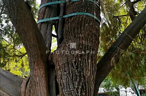 Huai-Cypress Embrace
