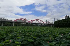 Honghu Park Lotus Exhibition