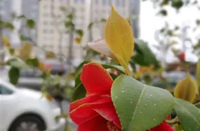 City Park