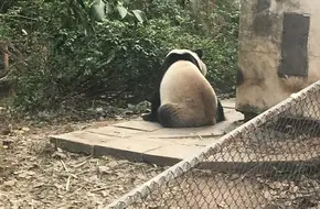 Giant Panda Villa No.2 Station